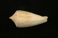 藏品(木乃伊芋螺)的圖片